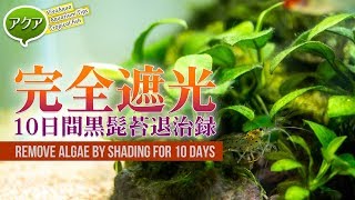 #アクアリウム 10日間完全遮光でコケ退治できるか検証！