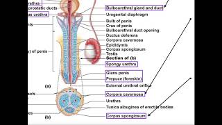 Male Reproductive Anatomy | Penis & Urethra