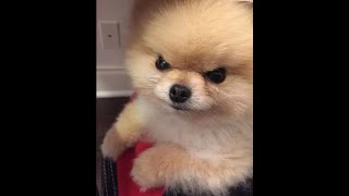 Шпиц поспорил с хозяином. Кто победил?