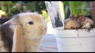 CONEJOS - El conejo y las plantas tóxicas. ¿Qué plantas no puede comer?