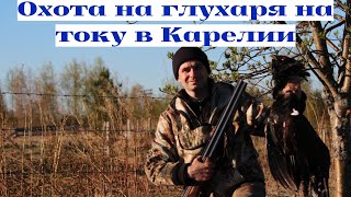 Охота на глухаря на току весна 2019/охота в Карелии/весенняя охота 2019