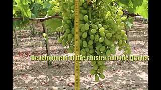 Hydro Fert - Table grape fertilizing