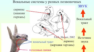 Звуки животных и речь человека  что нас разъединяет - Володин И. А  Ч2