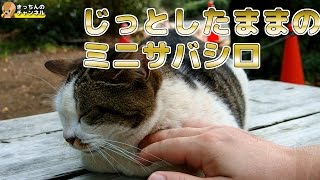 【野良猫】じっとしたままのミニサバシロ