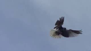 Николаевские летные голуби 31.08.2016 год, часть 2