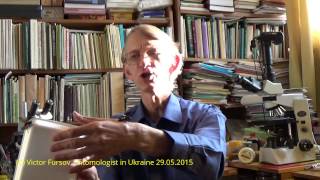 Огромные и Страшные Осы-Сколии Живут в Центре Киева, Entomologist in Ukraine (RUS)