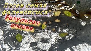 Посев семян орхидей. Результаты посева.