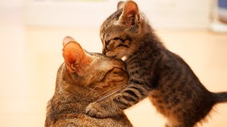 котенок играет