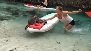 TRY NOT TO LAUGH or SMILE Watching Funny Animals ?? If You Laugh You Lose ★61 (Animal Edition)