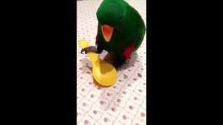 Happy's new skill with new instrument-parrot tricks