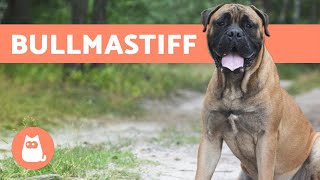 BULLMASTIFF: origem, características e comportamento
