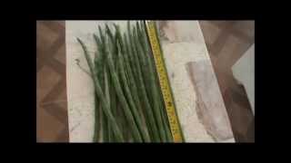 Harvesting Moringa pods