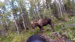 Älgjakt - Det bästa från svensk jakt 2018