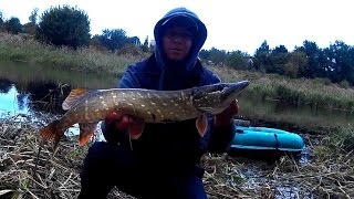 Щука в конце сентября на крупные воблера (Deps Balisong 130SP + OSP Rudra 130SP)