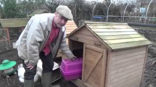 Keeping hens: introducing new birds to the flock