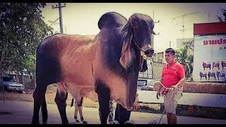 लाजवाब ब्रीडिंग बैल तैयार करना है तो जरूर देखे || Breeding Bull || Hello Kisaan