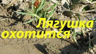 Как охотится лягушка на шмеля. Хочется, но колется, ведь жало у шмеля