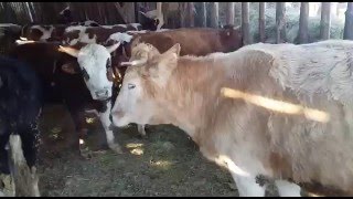 Как купить скот, крс опт. Нетели 2016