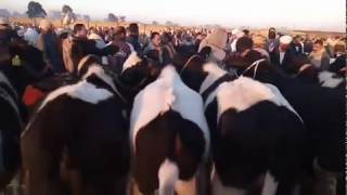 اسعار بقر نتي للقنية فى سوق المواشي بقطور , الغربية 29/11/2019