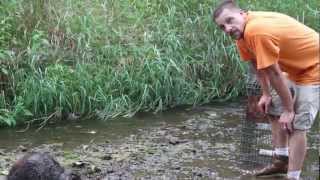 Attack of the 80lb Beaver - Crazy Beaver Action! - by Suburban Wildlife Control