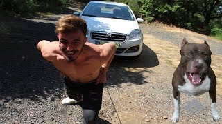 Deli Mi Ne? 1.5 Tonluk Arabayı Çekerken KORKUNÇ Bir ŞAKA YAPTIK (DELİMİNE vs PİTBULL KAMERA ARKASI)