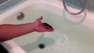 Плавающий хомяк хомяки видео