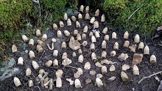 Metal Detecting: Civil War Relics | Aquachigger