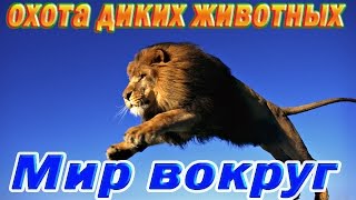 Охота диких животных Африки. Охота в Саванне. Удачная охота. Successful hunt