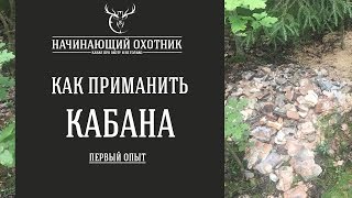 КАК ПРИМАНИТЬ КАБАНА - мой опыт / #ОХОТА НА КАБАНА