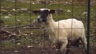 The Screaming Goat - Remix Complition