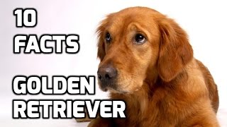 Top 10 Facts about Golden Retriever
