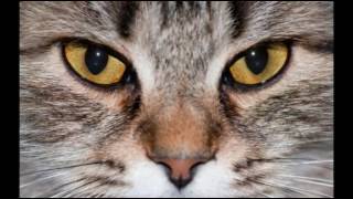 Care for Cats - Unequal Pupil Size in Cats - Cat Tips