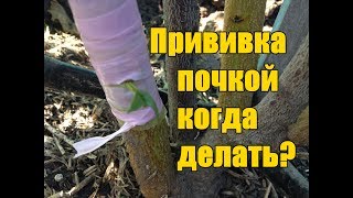 Окулировка почкой лучший способ /  Прививка почкой оптимальные сроки