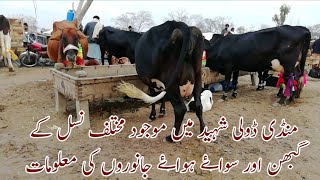 Information for all types and different janwars in janwar mandi doli shaheed jhang 14 jan 2020
