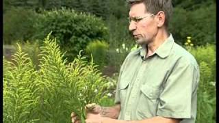 Solidago virgaurea (золотарник обыкновенный)