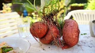 High Calorie Garden