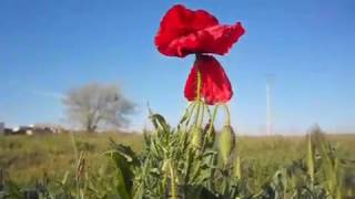 Cerámica con Amapolas