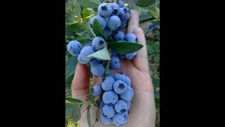 летняя обрезка кустов голубики