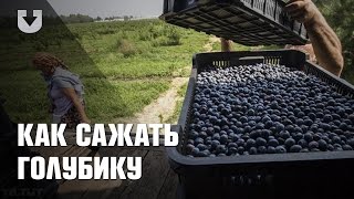 Как правильно сажать голубику и ухаживать за ней