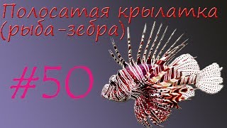 Полосатая крылатка (рыба-зебра)