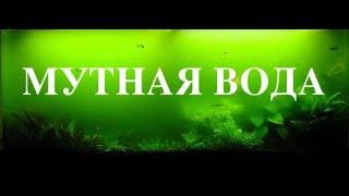 Мутная вода в аквариуме Почему мутнеет вода в аквариуме. Что делать?