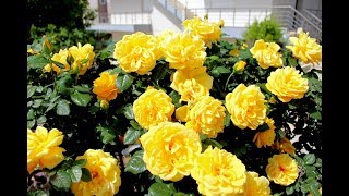 Греция Коринф и Лутраки/ Таверна?Природа?и Море?