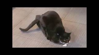 CATS Mating multiple times clip7