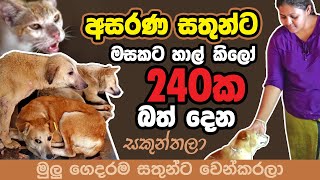 මුළු ගෙදරම අසරණ සතුන්ට වෙන්කළ සකුන්තලා - #cats&dogs update - get the real story