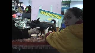 вязка чихуахуа /ПАТРИК ШОКОЛАДНЫЙ ЗАЯЦ ЛАСКОВЫЙ МЕРЗАВЕЦ:-)))