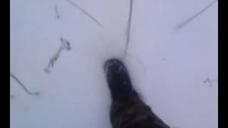 Тайга зимой.