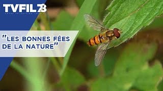 Environnement : "les bonnes fées de la nature"