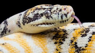 Albino Paradox x Albino Paradox, What's In The Clutch? K Brothers Pythons : ep.38
