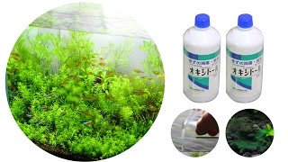 #27.後編　オキシドールで水槽のコケ（藍藻類）の除去とその効果(Method for removing the cyanobacteria by oxydol)