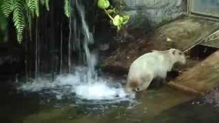 なかがわ水遊園　アマゾンの巨大魚ピラルクーと泳ぐカピバラの茶々丸くん　Capybara